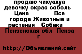 продаю чихуахуа девочку,окрас соболь › Цена ­ 25 000 - Все города Животные и растения » Собаки   . Пензенская обл.,Пенза г.